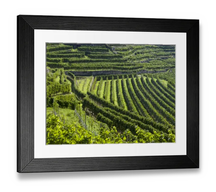 Framed Print : The vineyards near village Spitz in the Wachau Framed Print : The vineyards near village Spitz in the Wachau