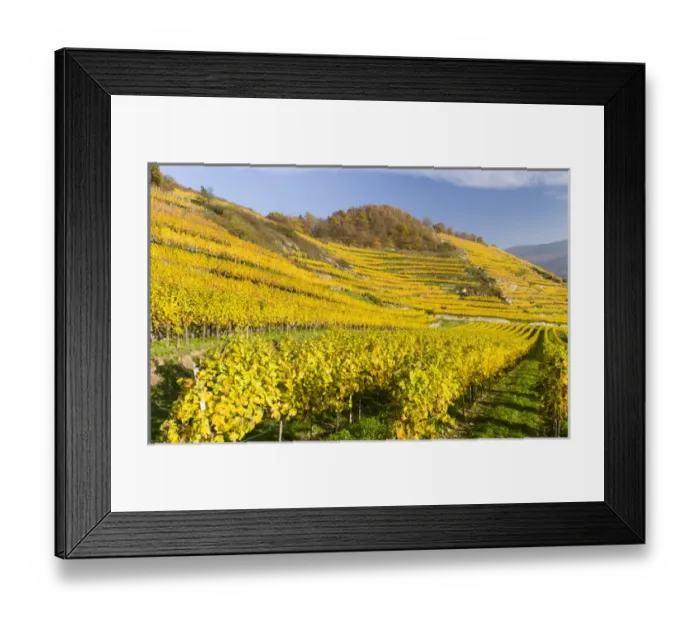 Framed Print : The vineyards near village Spitz in the Wachau Framed Print : The vineyards near village Spitz in the Wachau