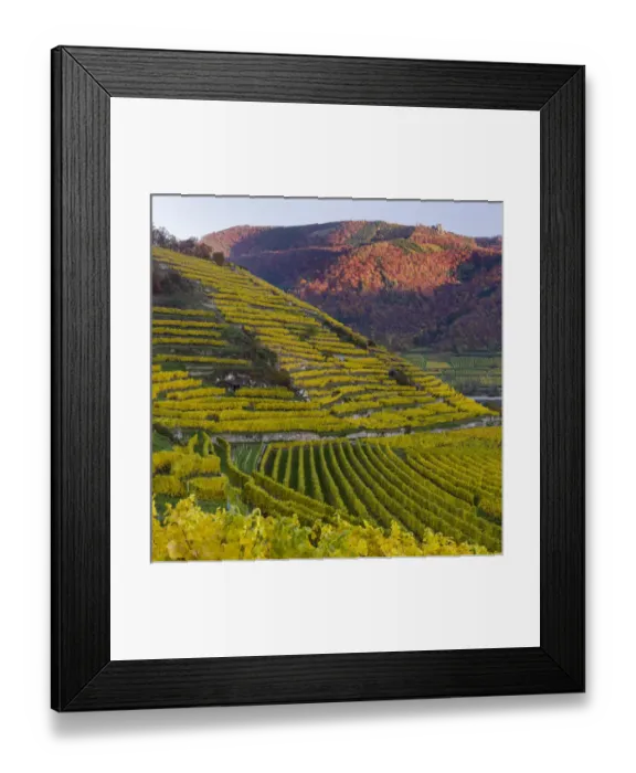 Framed Print : The vineyards near village Spitz in the Wachau Framed Print : The vineyards near village Spitz in the Wachau