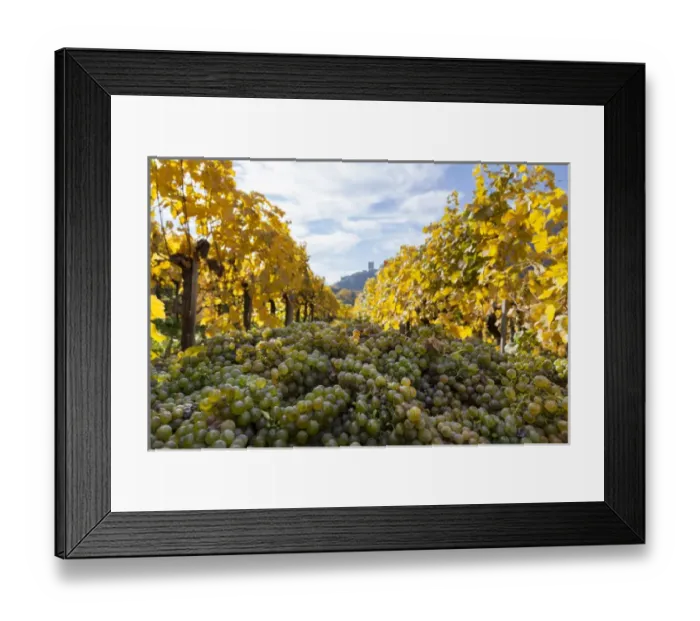Framed Print : Grape Harvest by traditional hand picking in the Wachau area of Austria