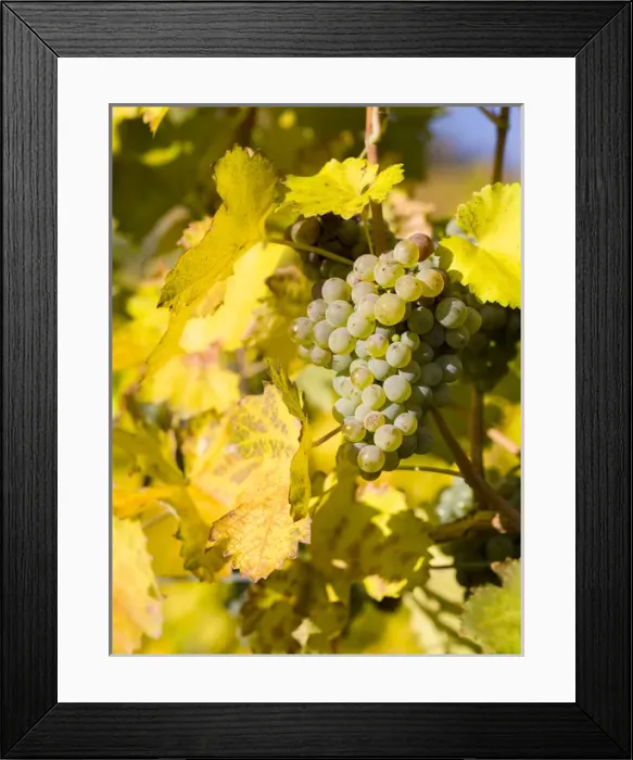 Framed Print : The vineyards near village Spitz in the Wachau Framed Print : The vineyards near village Spitz in the Wachau