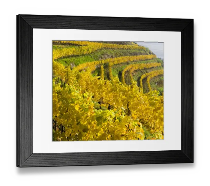 Framed Print : The vineyards near village Spitz in the Wachau Framed Print : The vineyards near village Spitz in the Wachau