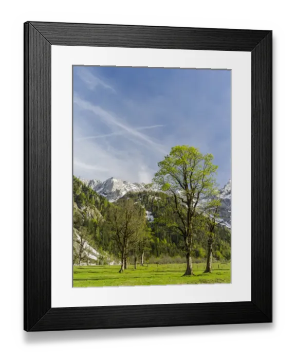 Framed Print : Eng Valley, Karwendel mountain range, Austria. The sycamore maple trees in the Eng during spring Framed Print : Eng Valley, Karwendel mountain range, Austria. The sycamore maple trees in the Eng during spring