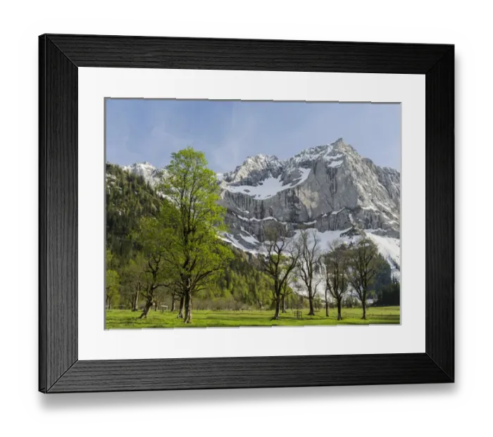 Framed Print : Eng Valley, Karwendel mountain range, Austria. The sycamore maple trees in the Eng during spring Framed Print : Eng Valley, Karwendel mountain range, Austria. The sycamore maple trees in the Eng during spring