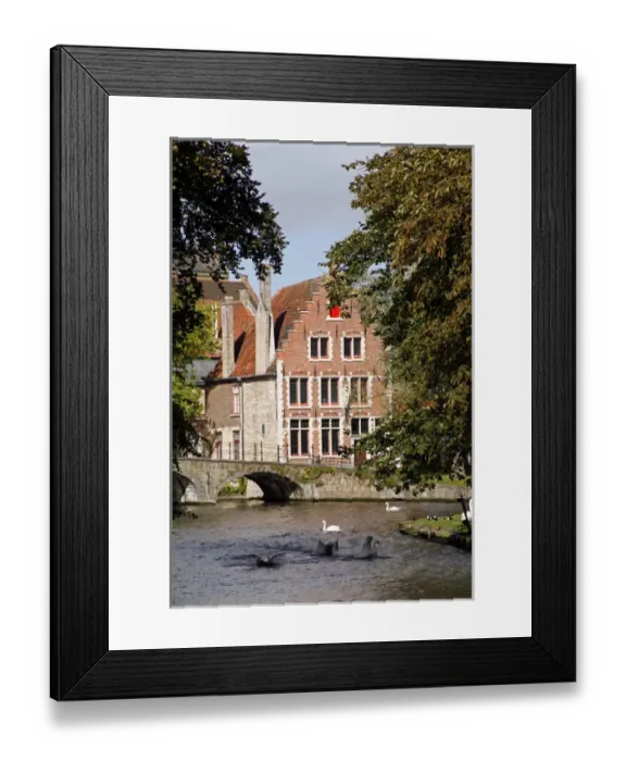 Framed Print : Europe, Belgium, Brugges. Swans on Minnewater lake in Brugges