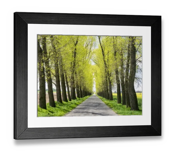 Framed Print : Europe, Czech Republic. Tree Lined Road through a Canola field in the Hradec Kralove Framed Print : Europe, Czech Republic. Tree Lined Road through a Canola field in the Hradec Kralove
