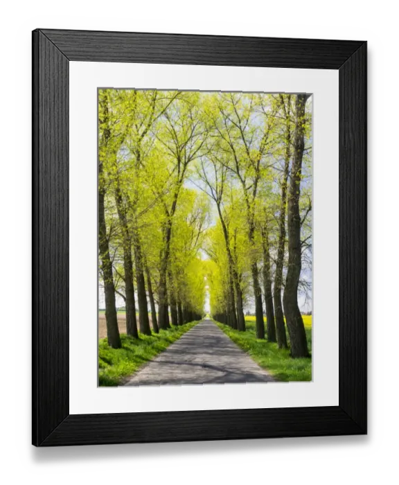 Framed Print : Europe, Czech Republic. Tree Lined Road through a Canola field in the Hradec Kralove