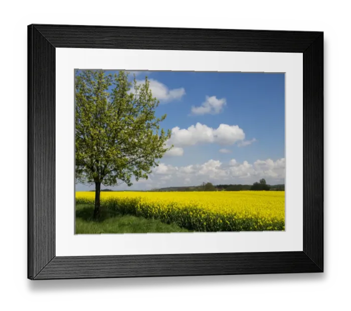 Framed Print : Europe, Czech Republic. Lone tree and canola field Framed Print : Europe, Czech Republic. Lone tree and canola field