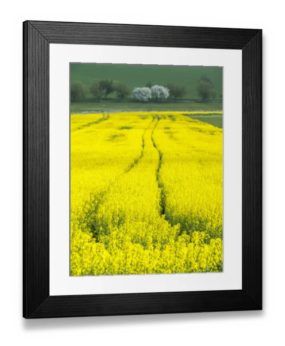 Framed Print : Europe, Czech Republic. Tracks in canola field Framed Print : Europe, Czech Republic. Tracks in canola field