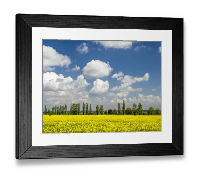 Framed Print : Europe, Czech Republic. Canola field and tree line