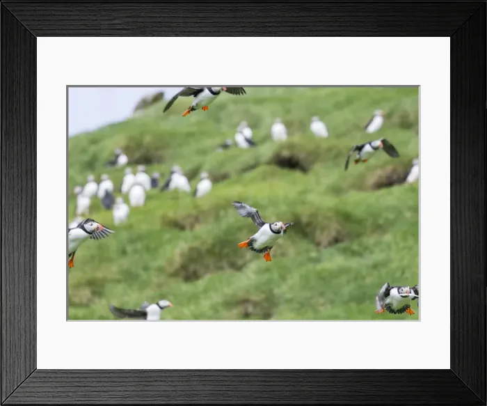 Framed Print : Atlantic Puffin (Fratercula arctica) in a puffinry on Mykines, part of the Faroe