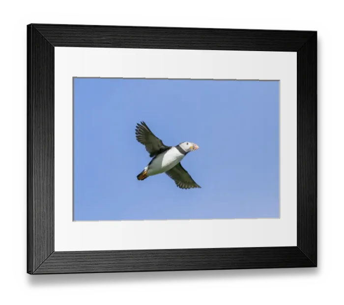 Framed Print : Atlantic Puffin (Fratercula arctica) in a puffinry on Mykines, part of the Faroe Framed Print : Atlantic Puffin (Fratercula arctica) in a puffinry on Mykines, part of the Faroe