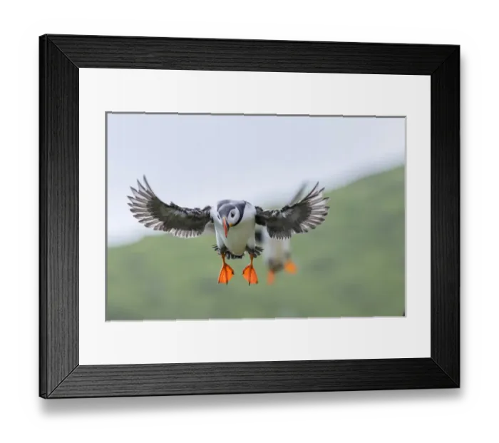 Framed Print : Landing in a colony. Atlantic Puffin (Fratercula arctica) in a puffinry on Mykines Framed Print : Landing in a colony. Atlantic Puffin (Fratercula arctica) in a puffinry on Mykines