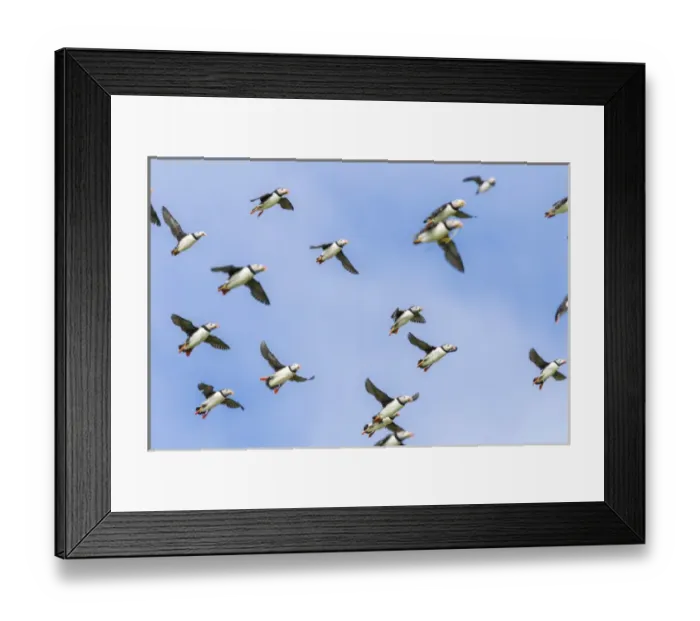 Framed Print : Atlantic Puffin (Fratercula arctica) in a puffinry on Mykines, part of the Faroe Framed Print : Atlantic Puffin (Fratercula arctica) in a puffinry on Mykines, part of the Faroe