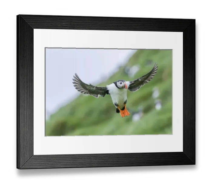 Framed Print : Landing in a colony. Atlantic Puffin (Fratercula arctica) in a puffinry on Mykines