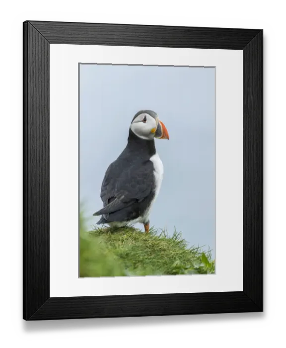 Framed Print : Atlantic Puffin (Fratercula arctica) in a puffinry on Mykines, part of the Faroe