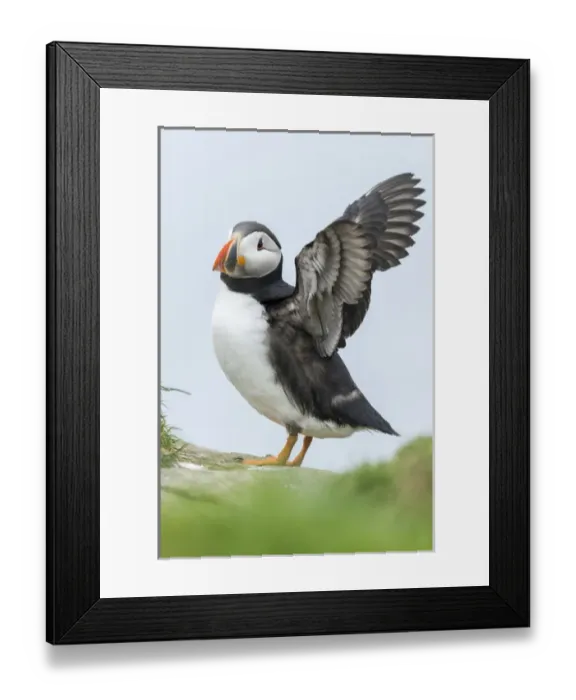 Framed Print : Atlantic Puffin (Fratercula arctica) in a puffinry on Mykines, part of the Faroe Framed Print : Atlantic Puffin (Fratercula arctica) in a puffinry on Mykines, part of the Faroe