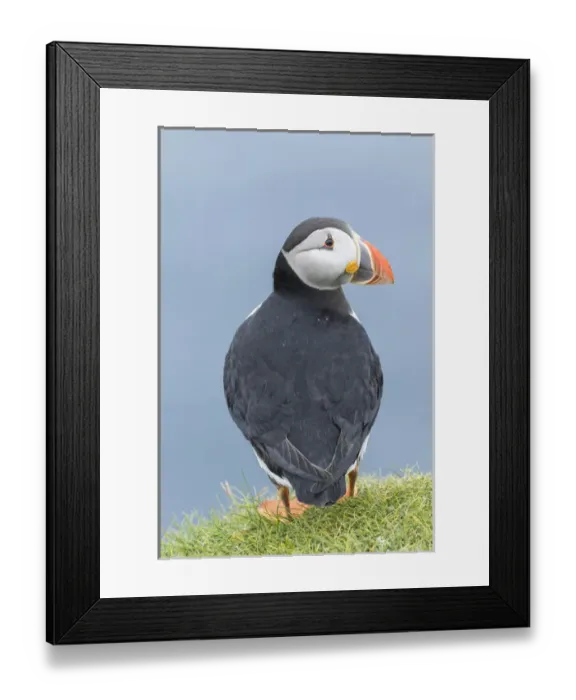 Framed Print : Atlantic Puffin (Fratercula arctica) in a puffinry on Mykines, part of the Faroe