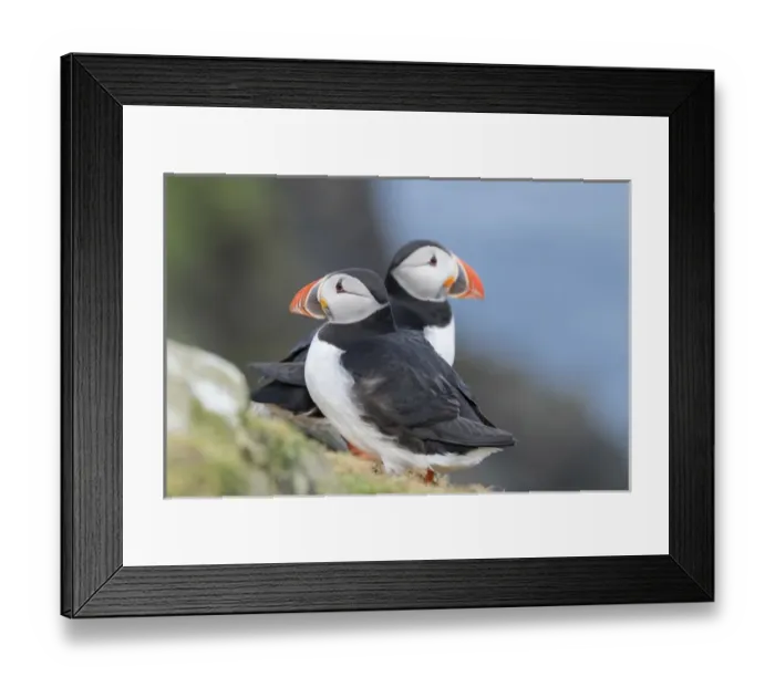 Framed Print : Atlantic Puffin (Fratercula arctica) in a puffinry on Mykines, part of the Faroe