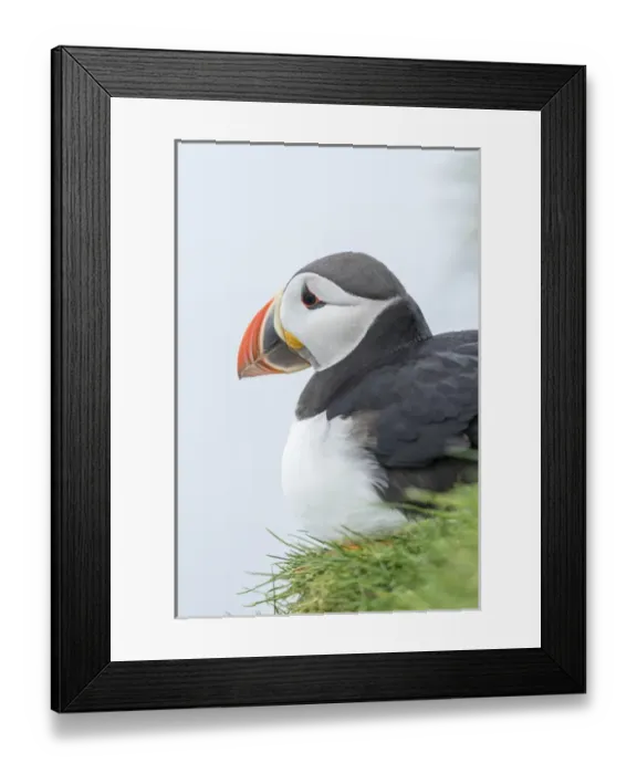 Framed Print : Atlantic Puffin (Fratercula arctica) in a puffinry on Mykines, part of the Faroe Framed Print : Atlantic Puffin (Fratercula arctica) in a puffinry on Mykines, part of the Faroe