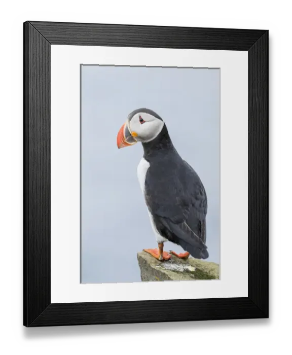 Framed Print : Atlantic Puffin (Fratercula arctica) in a puffinry on Mykines, part of the Faroe