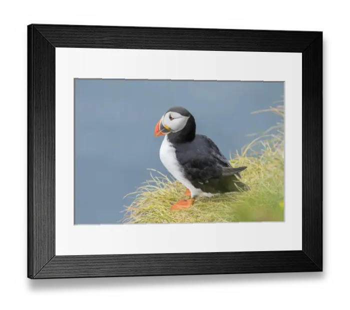 Framed Print : Atlantic Puffin (Fratercula arctica) in a puffinry on Mykines, part of the Faroe Framed Print : Atlantic Puffin (Fratercula arctica) in a puffinry on Mykines, part of the Faroe