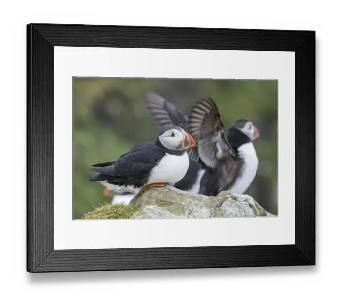 Framed Print : Atlantic Puffin (Fratercula arctica) in a puffinry on Mykines, part of the Faroe