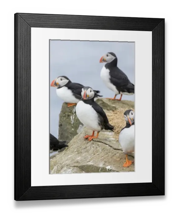 Framed Print : Atlantic Puffin (Fratercula arctica) in a puffinry on Mykines, part of the Faroe Framed Print : Atlantic Puffin (Fratercula arctica) in a puffinry on Mykines, part of the Faroe
