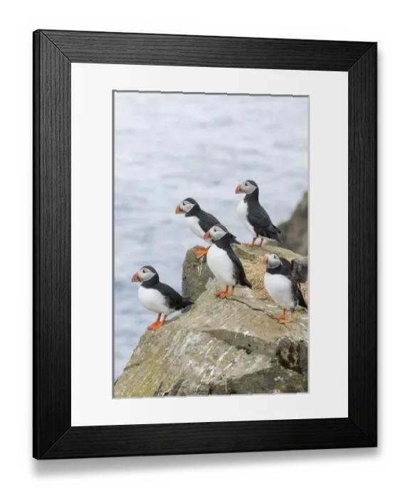 Framed Print : Atlantic Puffin (Fratercula arctica) in a puffinry on Mykines, part of the Faroe Framed Print : Atlantic Puffin (Fratercula arctica) in a puffinry on Mykines, part of the Faroe