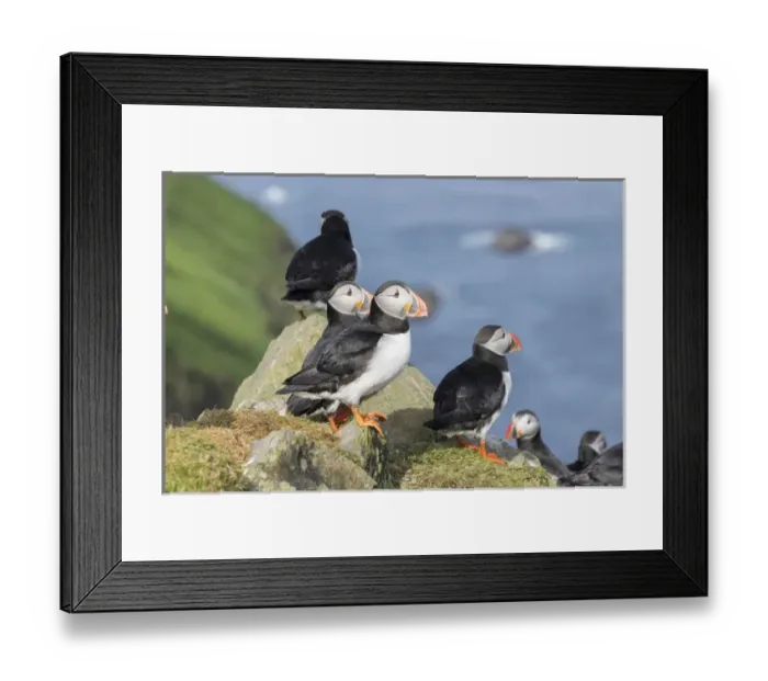 Framed Print : Atlantic Puffin (Fratercula arctica) in a puffinry on Mykines, part of the Faroe Framed Print : Atlantic Puffin (Fratercula arctica) in a puffinry on Mykines, part of the Faroe