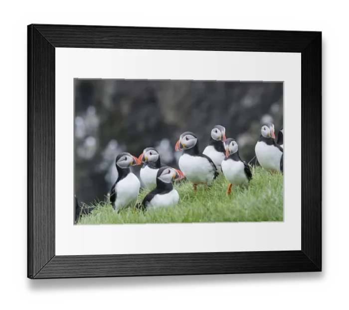 Framed Print : Atlantic Puffin (Fratercula arctica) in a puffinry on Mykines, part of the Faroe