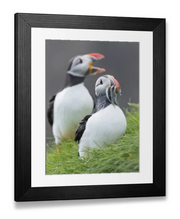 Framed Print : Atlantic Puffin (Fratercula arctica) in a puffinry on Mykines, part of the Faroe Framed Print : Atlantic Puffin (Fratercula arctica) in a puffinry on Mykines, part of the Faroe
