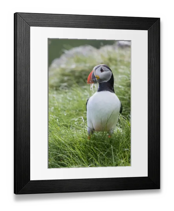 Framed Print : Atlantic Puffin (Fratercula arctica) in a puffinry on Mykines, part of the Faroe