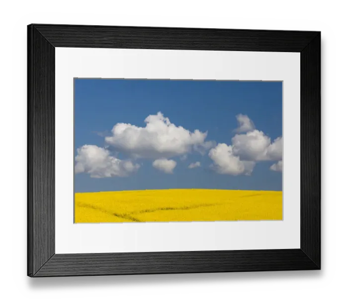 Framed Print : Denmark, Jutland, Odum, rapeseed field, springtime Framed Print : Denmark, Jutland, Odum, rapeseed field, springtime