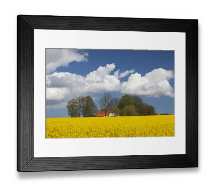 Framed Print : Denmark, Jutland, Odum, rapeseed field, springtime Framed Print : Denmark, Jutland, Odum, rapeseed field, springtime