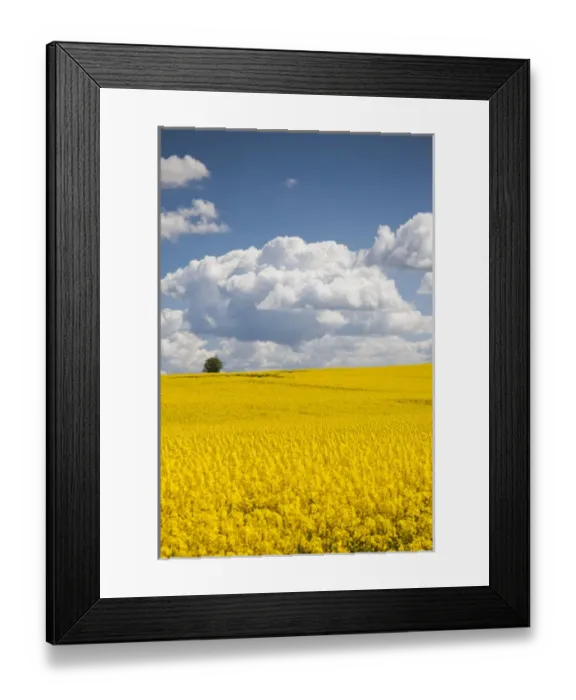 Framed Print : Denmark, Jutland, Odum, rapeseed field, springtime Framed Print : Denmark, Jutland, Odum, rapeseed field, springtime