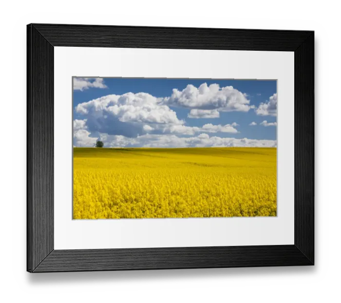 Framed Print : Denmark, Jutland, Odum, rapeseed field, springtime