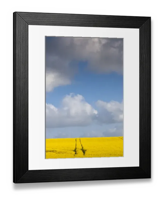 Framed Print : Denmark, Jutland, Tjele, rapeseed field, springtime Framed Print : Denmark, Jutland, Tjele, rapeseed field, springtime