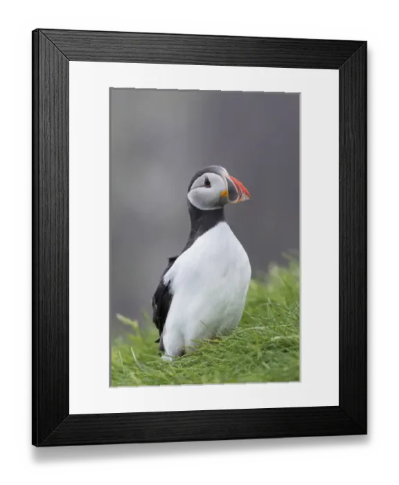Framed Print : Atlantic Puffin (Fratercula arctica) in a puffinry on Mykines, part of the Faroe Framed Print : Atlantic Puffin (Fratercula arctica) in a puffinry on Mykines, part of the Faroe