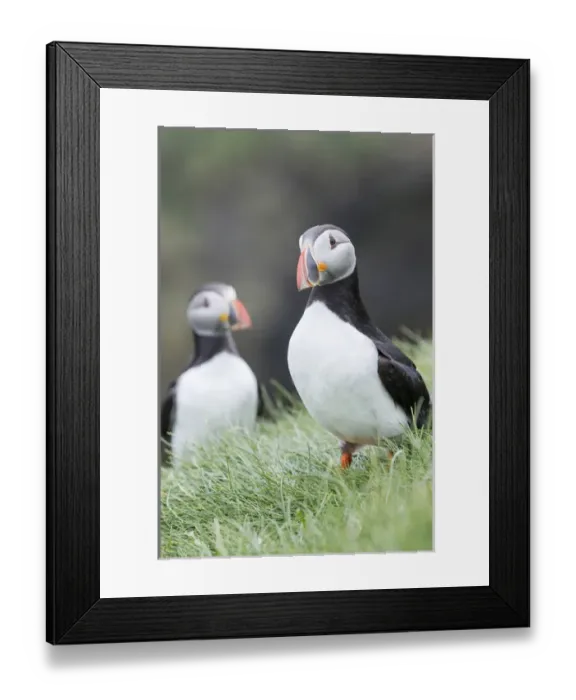Framed Print : Atlantic Puffin (Fratercula arctica) in a puffinry on Mykines, part of the Faroe