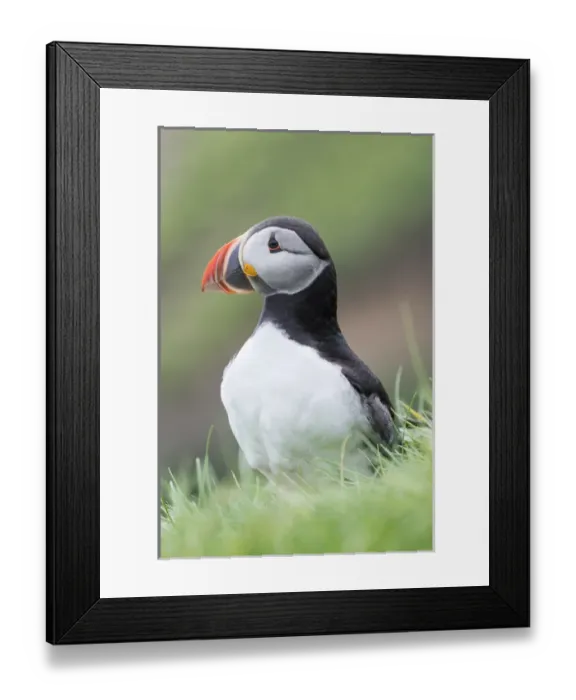 Framed Print : Atlantic Puffin (Fratercula arctica) in a puffinry on Mykines, part of the Faroe Framed Print : Atlantic Puffin (Fratercula arctica) in a puffinry on Mykines, part of the Faroe