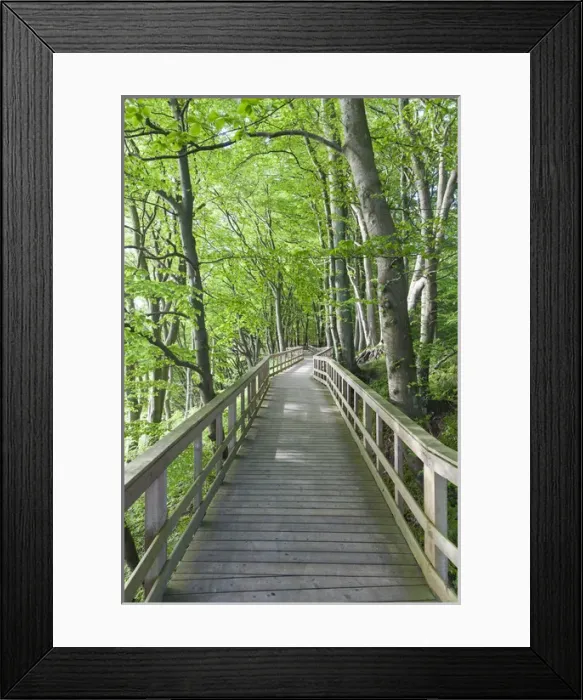 Framed Print : Denmark, Mon, Mons Klimt, boardwalk to the cliffs