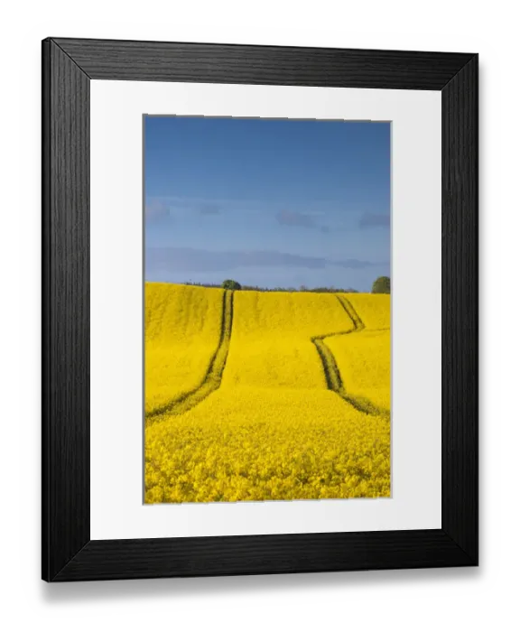 Framed Print : Denmark, Mon, Magleby, rapeseed field, springtime Framed Print : Denmark, Mon, Magleby, rapeseed field, springtime