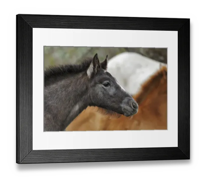 Framed Print : Camargue horse foal, southern France Framed Print : Camargue horse foal, southern France