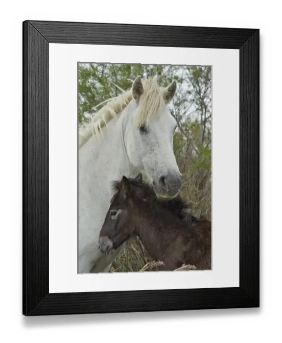Framed Print : Camargue horse foal, southern France Framed Print : Camargue horse foal, southern France