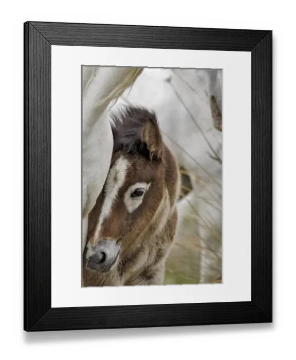 Framed Print : Camargue horse foal, southern France