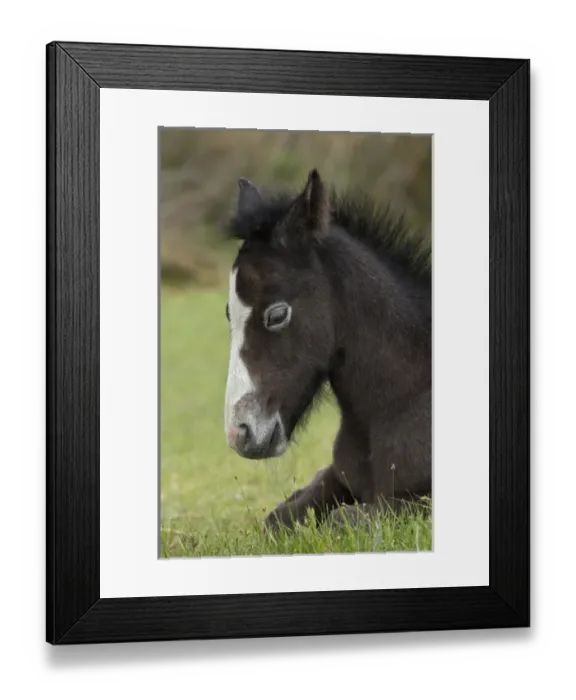 Framed Print : Camargue horse foal, southern France