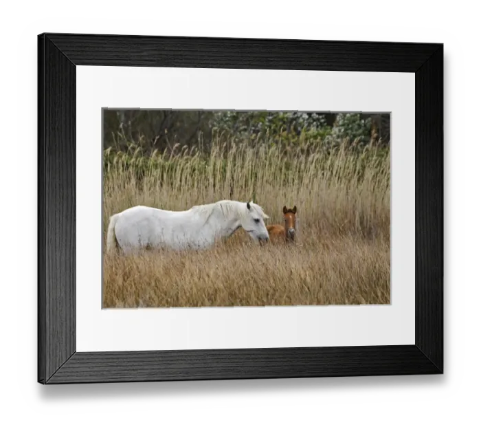 Framed Print : Camargue horse foal, southern France