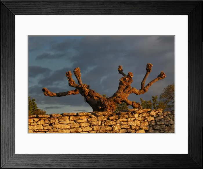 Framed Print : Odd shaped tree at sunrise, Gordes, France Framed Print : Odd shaped tree at sunrise, Gordes, France