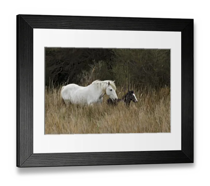 Framed Print : Camargue horse foal, southern France Framed Print : Camargue horse foal, southern France